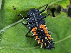 Harmonia axyridis