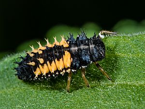 Harmonia axyridis