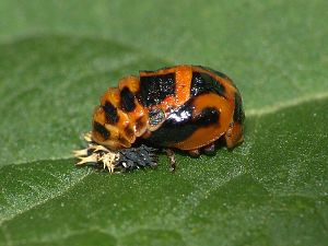 Harmonia axyridis