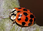 Harmonia axyridis