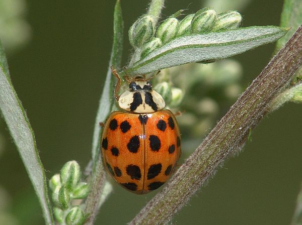 Harmonia axyridis