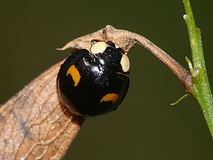 Harmonia axyridis