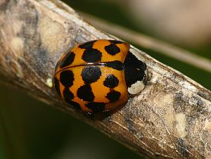 Harmonia axyridis