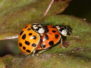 Harmonia axyridis