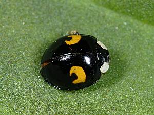 Harmonia axyridis