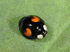 Harmonia axyridis