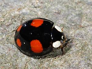 Harmonia axyridis