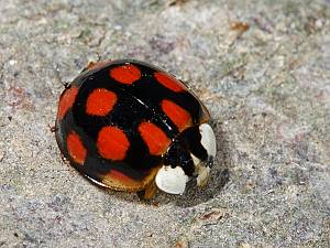 Harmonia axyridis