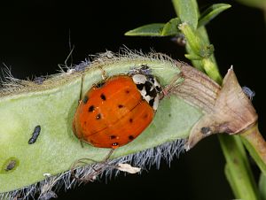 Harmonia axyridis