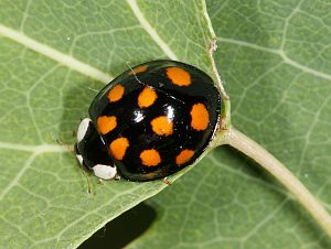 Harmonia axyridis