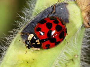 Harmonia axyridis