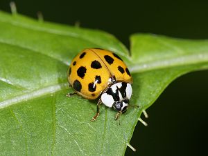 Harmonia axyridis