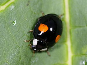 Harmonia axyridis