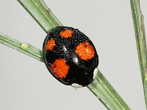 Harmonia axyridis