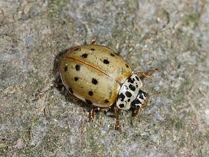 Harmonia quadripunctata