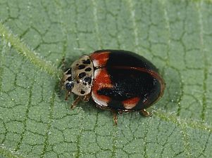 Harmonia quadripunctata