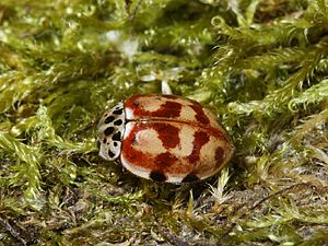 Harmonia quadripunctata