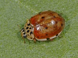 Harmonia quadripunctata