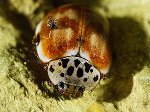 Harmonia quadripunctata