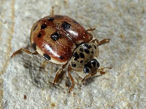 Harmonia quadripunctata