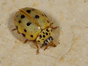 Harmonia quadripunctata