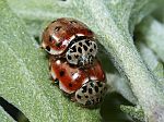 Harmonia quadripunctata