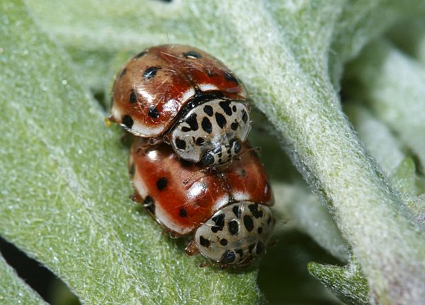 Harmonia quadripunctata