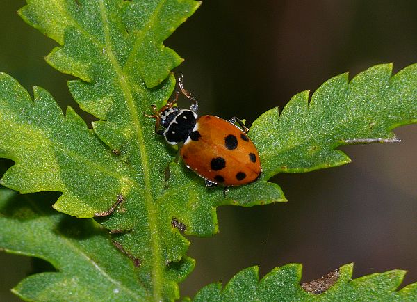 Hippodamia variegata