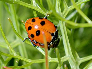 Hippodamia variegata