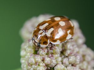 Myrrha octodecimguttata