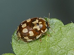 Myrrha octodecimguttata