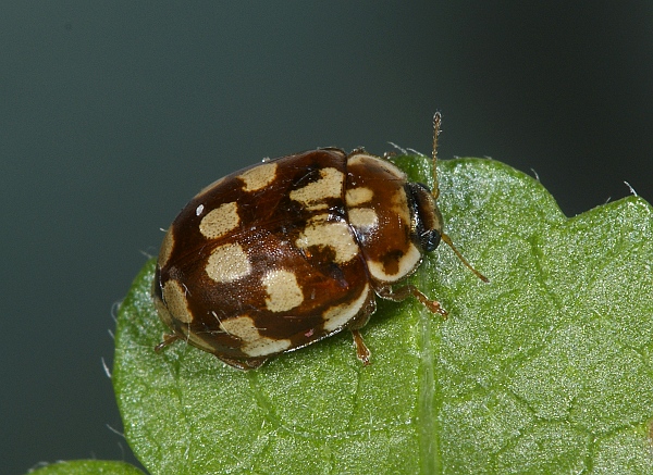 Myrrha octodecimguttata