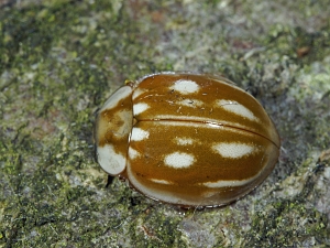 Myzia oblongoguttata