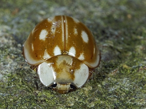 Myzia oblongoguttata