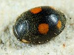 Platynaspis luteorubra
