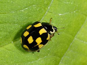 Propylea quatuordecimpunctata