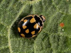 Propylea quatuordecimpunctata