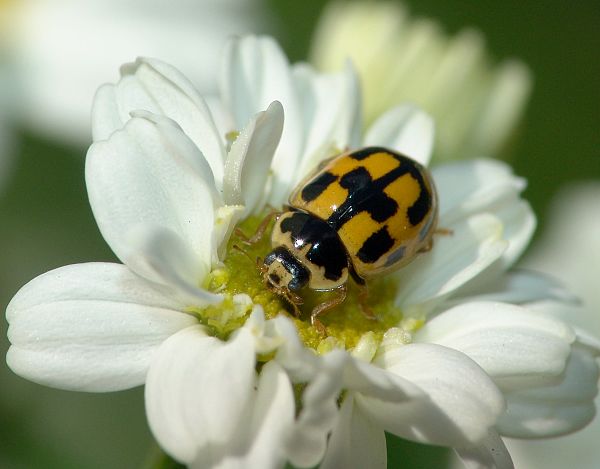 Propylea quatuordecimpunctata