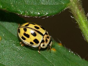 Propylea quatuordecimpunctata