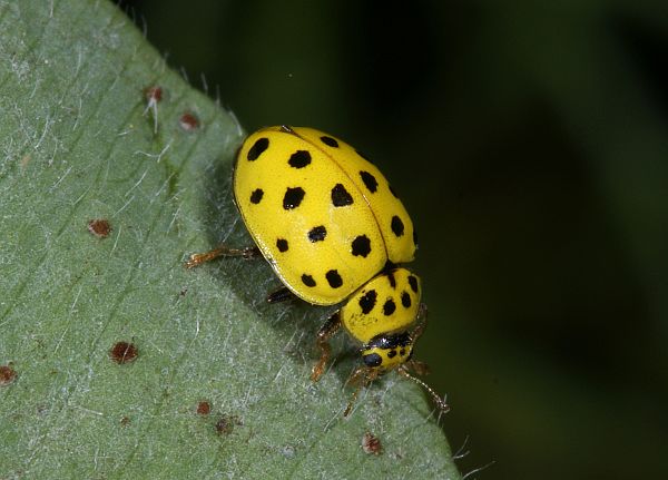 Psyllobora vigintiduopunctata