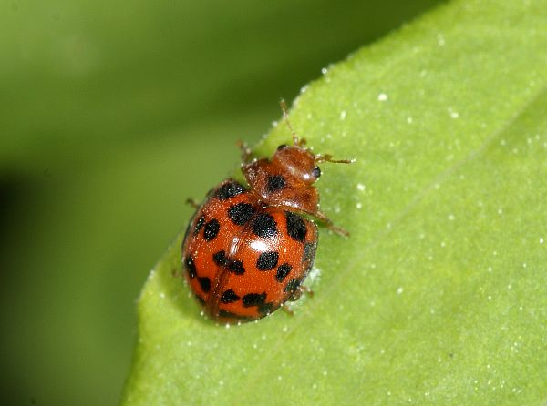 Subcoccinella vigintiquatuorpunctata