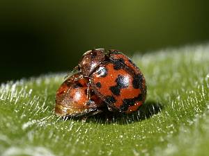 Subcoccinella vigintiquatuorpunctata