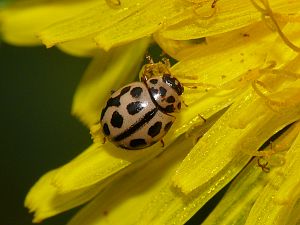 Tytthaspis sedecimpunctata