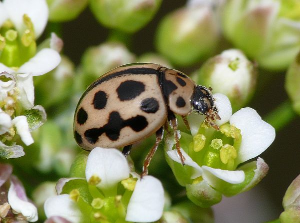 Tytthaspis sedecimpunctata