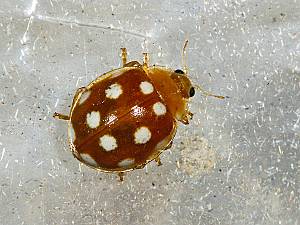 Vibidia duodecimguttata