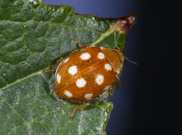 Vibidia duodecimguttata