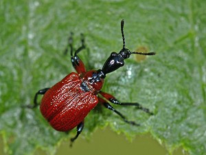 Apoderus coryli