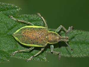 Chlorophanus viridis