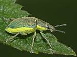 Chlorophanus viridis