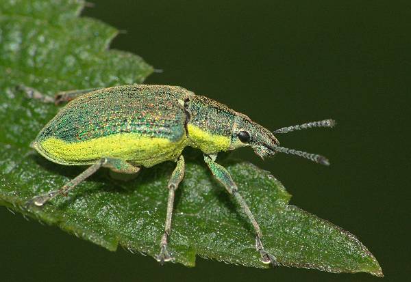 Chlorophanus viridis